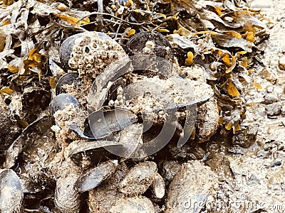 Mussels, Barnacles and Seaweed at Pill Creek Stock Photo