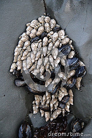 Mussel Shells and Gooseneck Barnacles Stock Photo