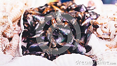 Mussels on supermarket, sea food market, fresh seafood, shellfish, mollusca Stock Photo