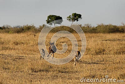 Mussiara cheeta and cub chasing wildebeest, Masai Mara Stock Photo