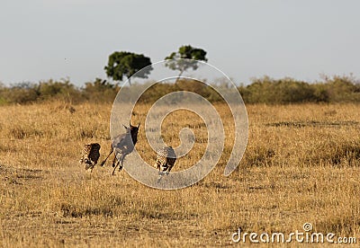 Mussiara cheeta and cub hunting wildebeest, Masai Mara Stock Photo