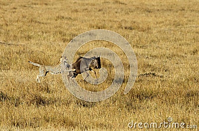 Mussiara cheeta holding a wildebeest, Masai Mara Stock Photo