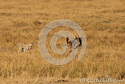 Mussiara cheeta hunting a juvenile wildebeest, Masai Mara Stock Photo