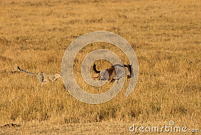Mussiara cheeta hunting a wildebeest, Masai Mara Stock Photo