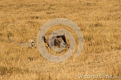 Mussiara cheeta running after a wildebeest, Masai Mara Stock Photo
