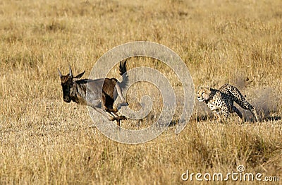 Mussiara Cheetah chasing a wildebeest Stock Photo