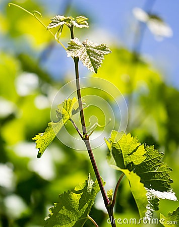 Mustache against grapes against the blue sky Stock Photo