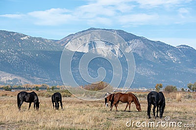 Mustangs in high desert in the Washoe Lake Stock Photo