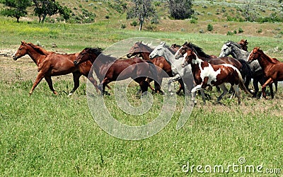 Mustangs On Prarie Stock Photo