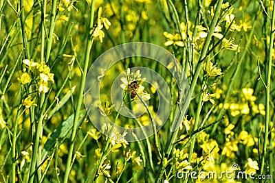 Mustard crop field leaf honeybee nature yellow flowers countryside bright day Stock Photo