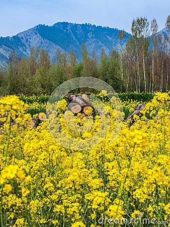 Mustard field Stock Photo