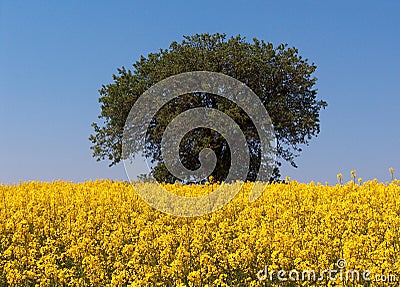 Mustard field and a tree Stock Photo