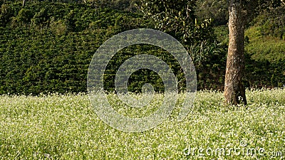 The mustard field with white flower in DonDuong - Dalat- VietNam Stock Photo