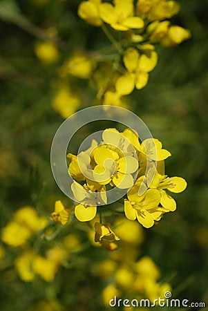Mustard Flower Stock Photo