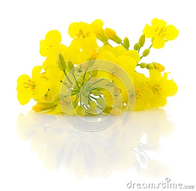 Mustard Flower blossom. Stock Photo