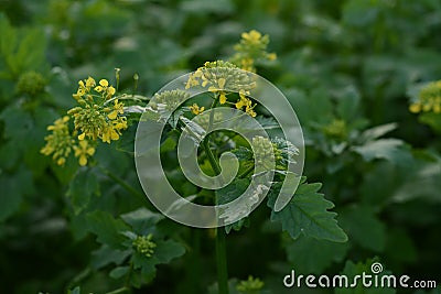 Mustard flower closeup. Field of young flowering spice. Stock Photo