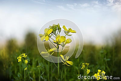 Mustard flower Stock Photo