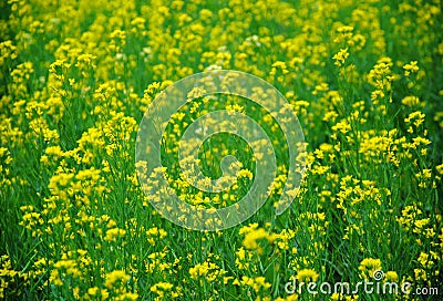 Mustard flower field is full blooming Stock Photo