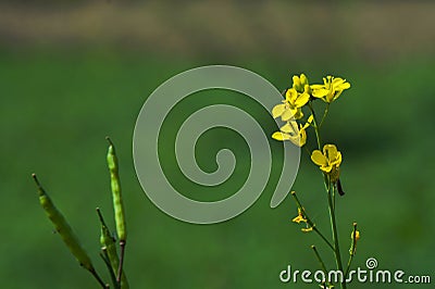 Mustard Flower behind green background Stock Photo