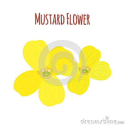 Mustard flower. Organic condiment. Cartoon flat style. Vector illustration Vector Illustration