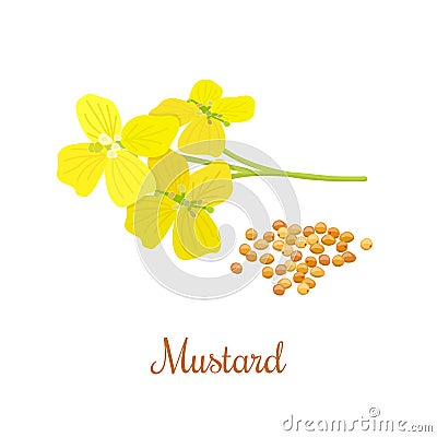 Mustard flower and seeds Vector Illustration