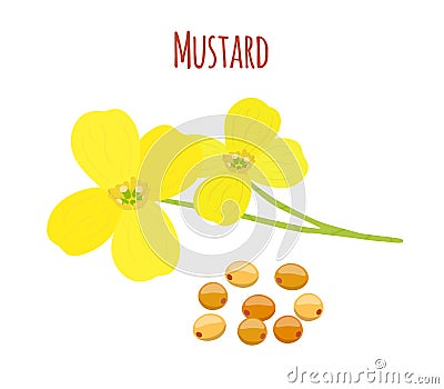 Mustard flower, seeds. Organic condiment. Cartoon flat style. Vector illustration Vector Illustration