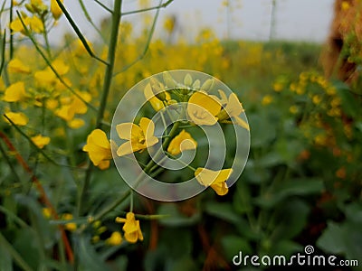 Mustard flower yellow flower deep green background . Open field . Natural Stock Photo