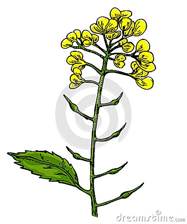 Mustard plant branch vector drawing. Botanical flower illustration. Vintage hand drawn spice sketch. Herbal seasoning Vector Illustration