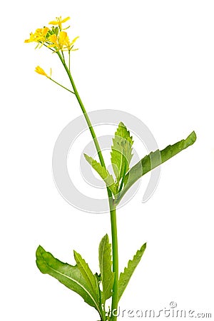 Mustard plant and flowers Stock Photo