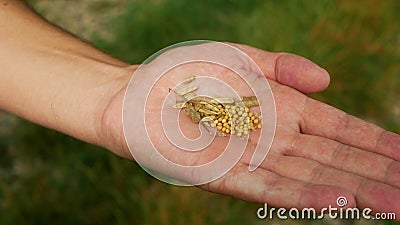 Mustard seeds white hand pile freshly farmer showing harvested raw yellow harvest bio closeup spice gold dried plant Stock Photo