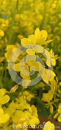 Mustards flowers for Agriculture Stock Photo
