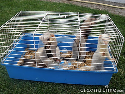 Mustelas and weasels locked in a cage Stock Photo