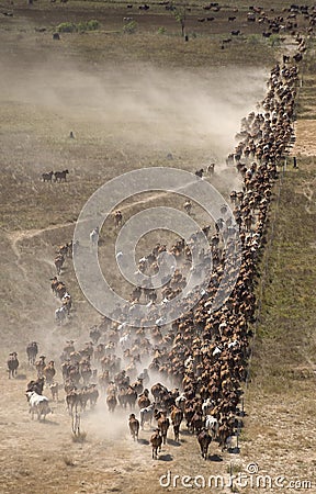 Mustering braham cattle Stock Photo