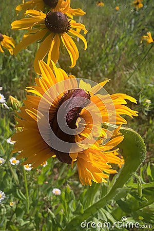 Mutant Sunflowers Stock Photo
