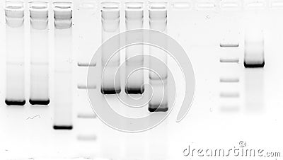 Mutation screening in agarose gel Stock Photo