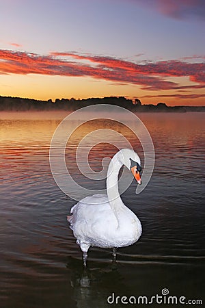 Mute Swan Stock Photo