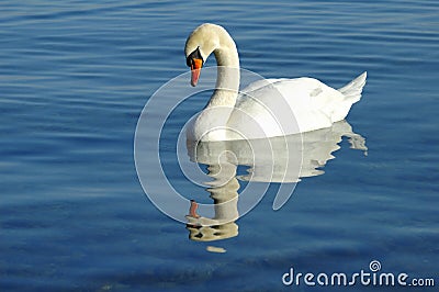 Mute Swan Stock Photo