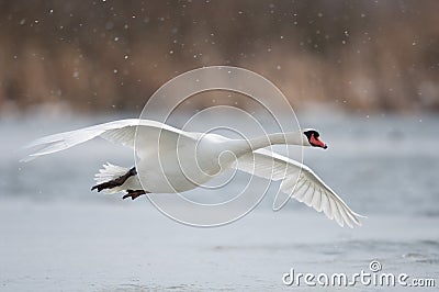 Mute swan Stock Photo