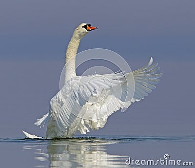 Mute swan Stock Photo