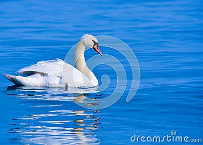 Mute Swan Stock Photo