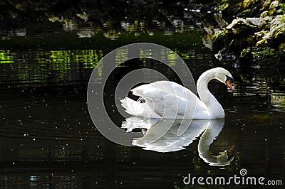 Mute Swan Stock Photo