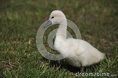 Mute Swan baby Stock Photo