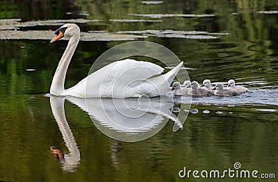 Mute swan baby Stock Photo