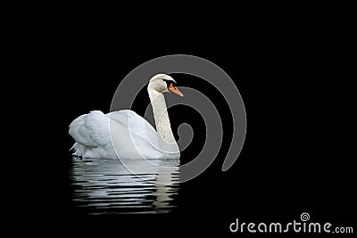 Mute Swan Stock Photo