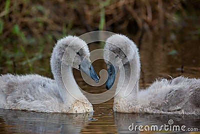 Mute swan chicks Stock Photo