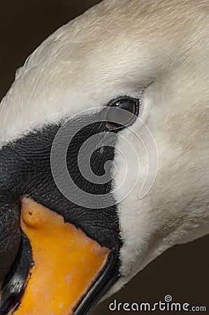 Mute Swan Close Up Stock Photo