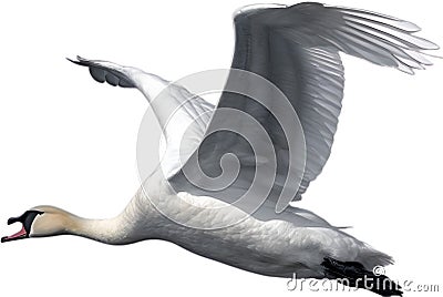 Mute Swan, Close-up colored-pencil sketch of a Mute Swan, Cygnus olor. AI-Generated. Stock Photo