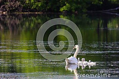 Mute Swan and Cygnets (Cygnus olor) on Huron River Stock Photo