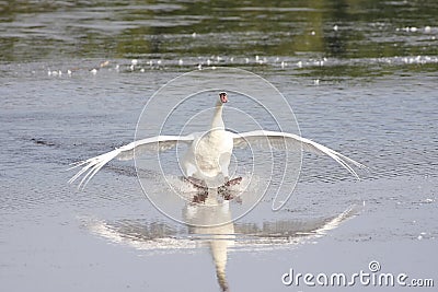 Mute Swan (Cygnus olor) Stock Photo