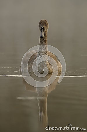 Mute Swan (Cygnus olor) Stock Photo